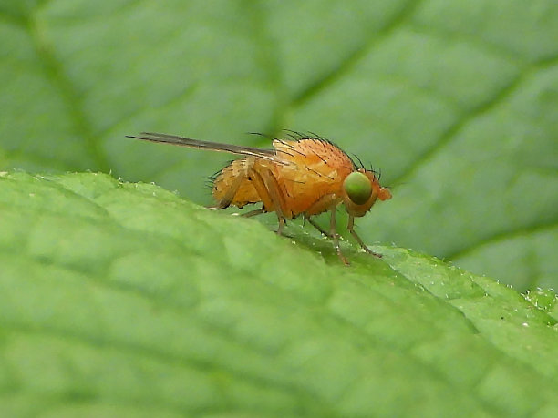Sapromyza spec。图片下载