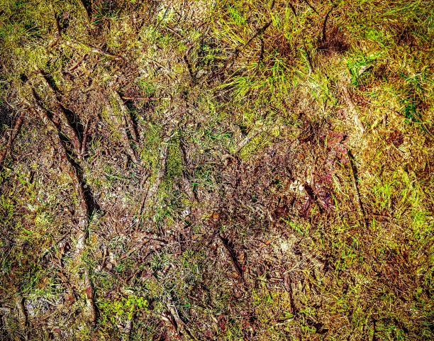 详细的近距离观察森林地面纹理与苔藓和树枝图片下载