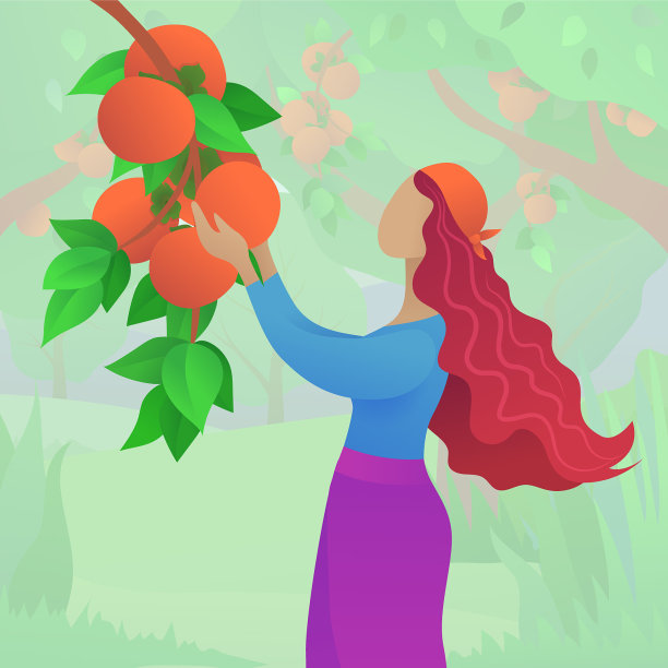 年轻女子收获成熟的柿子图片下载