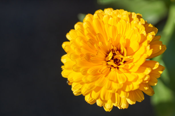 万寿菊，它的植物学名字叫金盏菊素材图片