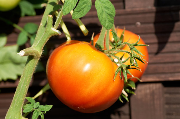 花园里的红番茄。景深浅。图片下载