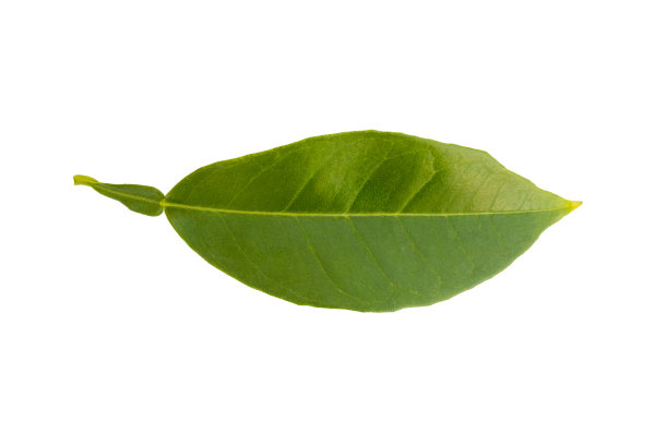 在白色的背景上剪下橙色的树叶。正面和背面。图片下载