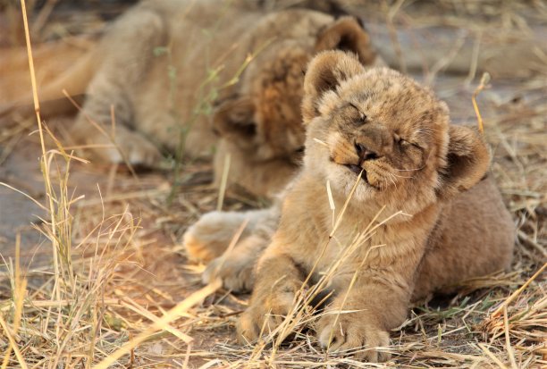 可爱的狮子图片下载