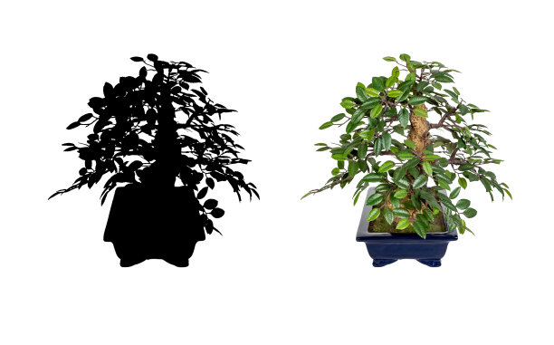 盆景树孤立在白色的背景。图片下载