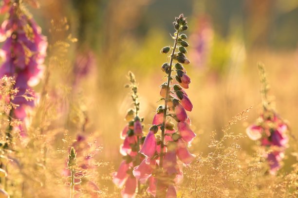 毛地黄图片下载