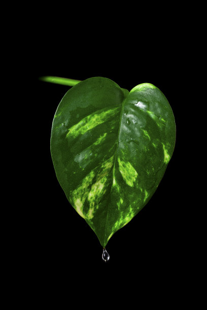 金色的草叶上有水滴图片下载