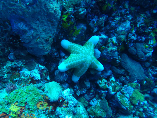 海星在海洋图片下载