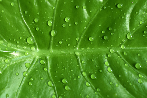 箭叶、箭叶象耳或美国芋头新叶背景上有水滴图片下载