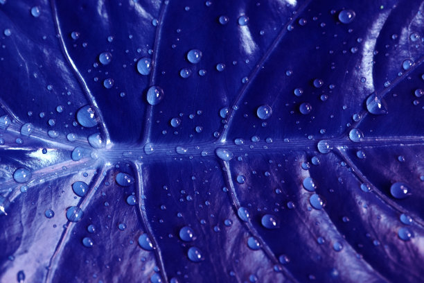 有水滴在黄色体上是不同抽象色彩效果的叶子-背景图片下载