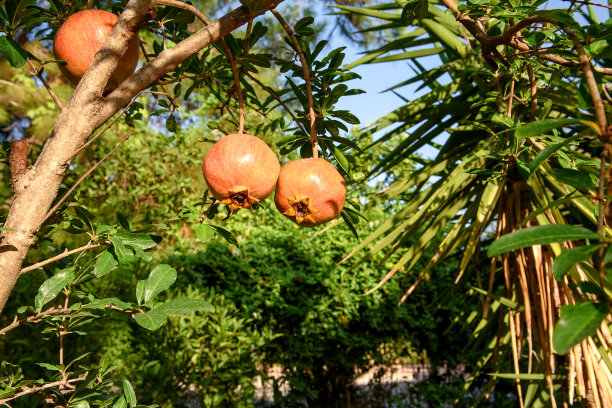 成熟的红石榴果实在树枝上。图片下载