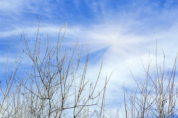 春天阳光明媚的日子里，蓝天下的柳树枝上绽放着嫩芽。柳树,杨柳科。基督教节日圣枝主日的象征图片下载