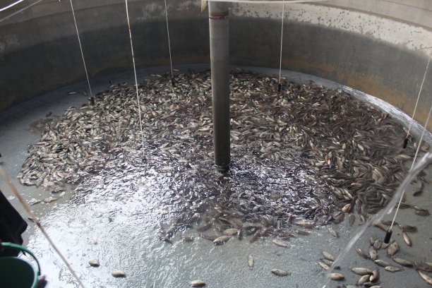 在印度生物絮体养殖系统中，生物絮体池中鱼的养殖、锦鲤鲈鱼的养殖和收获图片下载