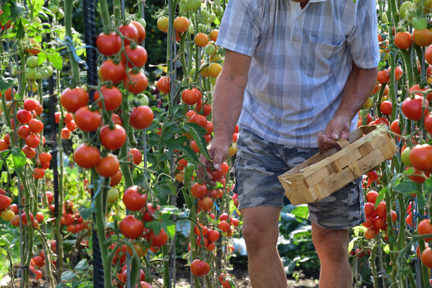 农夫在木篮子里收集成熟的红番茄图片下载