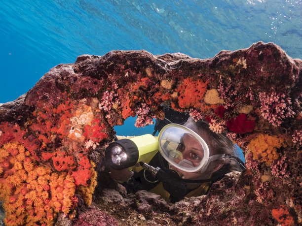 靠近潜水员女孩在加勒比海珊瑚礁/库拉索岛与橙色杯珊瑚图片下载