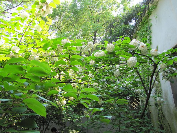 漫步中国园林图片下载