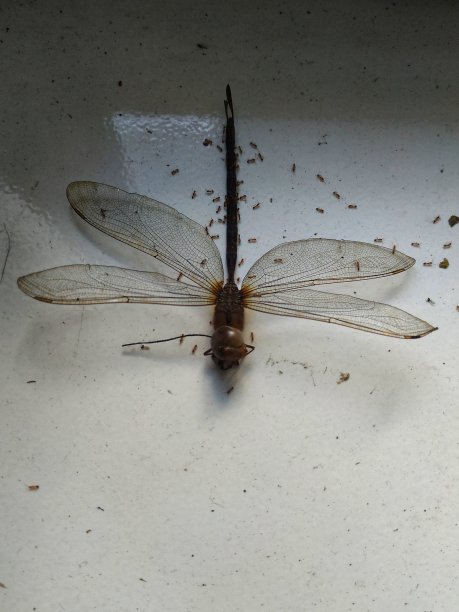 被一群蚂蚁吃掉的蜻蜓尸体图片下载