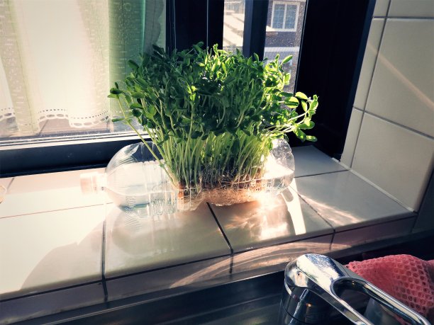 窗台盆栽特写图片下载