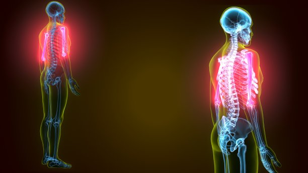 人体骨骼解剖、肱骨解剖的3d插图图片下载