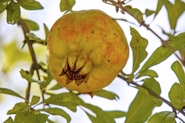 靠近石榴树和果实与绿色的叶子在自然界图片下载