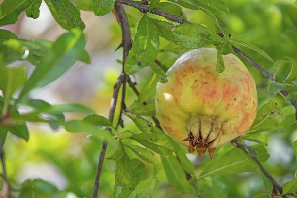 靠近石榴树和果实与绿色的叶子在自然界图片下载