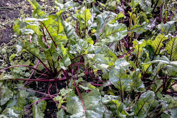 收获前种植甜菜的花园床图片下载