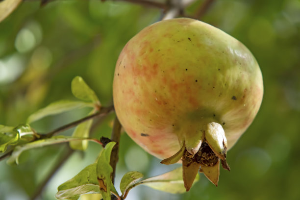 靠近石榴树和果实与绿色的叶子在自然界图片下载