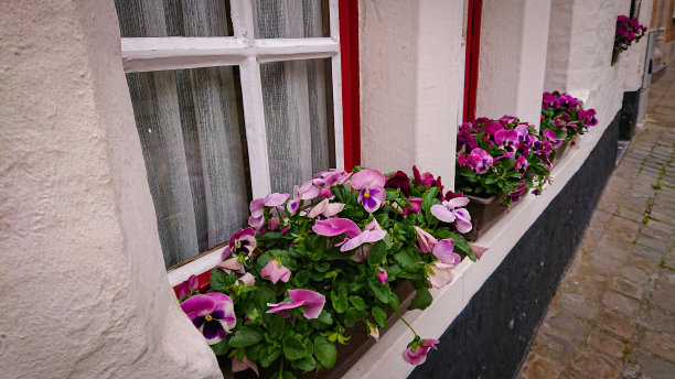 窗台上的混凝土花盆里的奇妙花朵图片下载