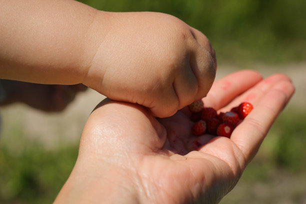 孩子从妈妈手里拿了一个草莓。宝宝的手指。图片下载
