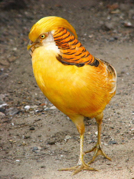 香蕉雉-装饰鸟类图片下载