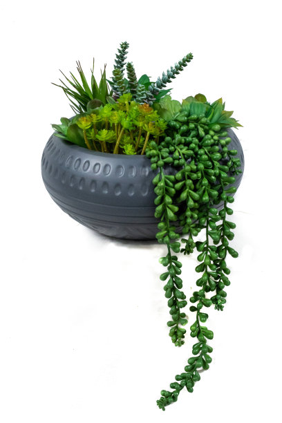盆栽多肉植物素材图片