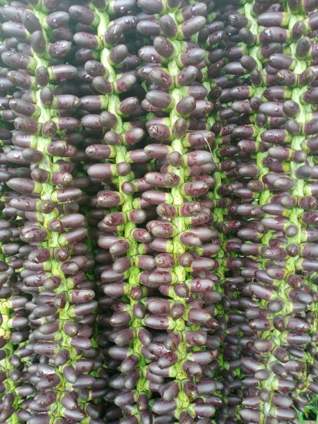 这是印度尼西亚帕罗亚齐山脉中一种独特的花，居民们通常称它为树液花图片下载