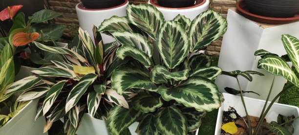 卡拉西娅图片下载