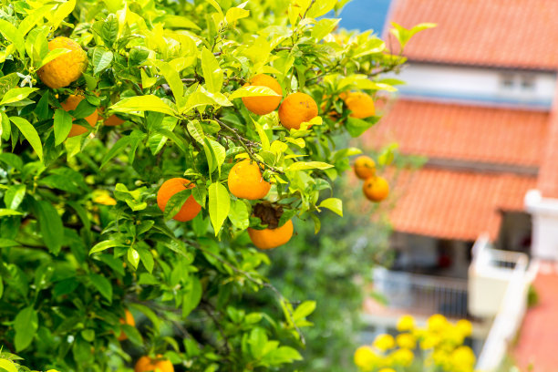 克罗地亚的橘子树图片下载