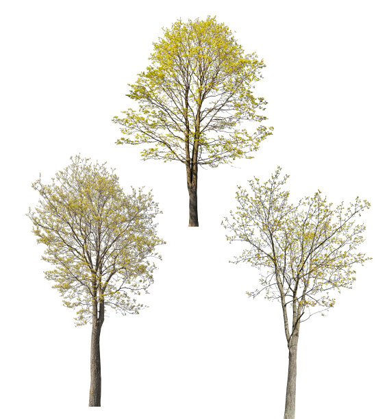 三棵春天盛开的枫树孤立在白色图片下载