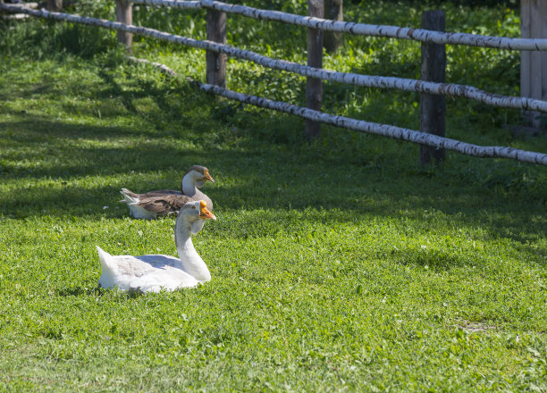 绿草地上的家鹅图片下载