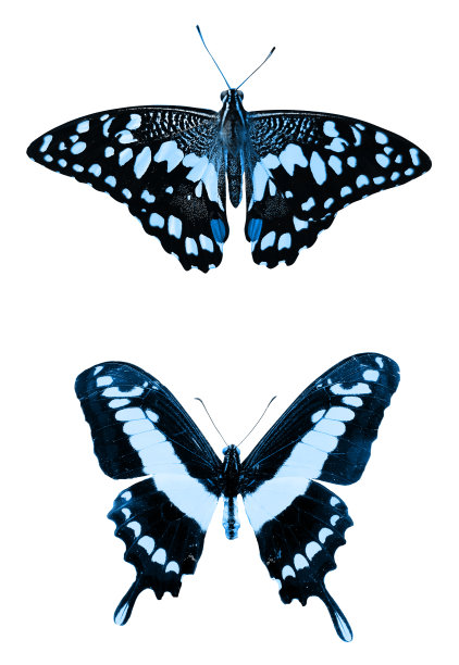 两只美丽的热带蓝色蝴蝶孤立在白色的背景上。飞蛾设计图片下载