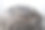 头发灰白的男人的头。白发成人图片下载