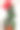 室内盛开的美丽的红宝石红色木槿花，白色的背景。图片下载