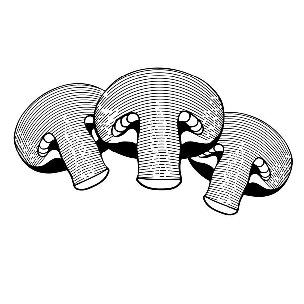 向量集香菇图片下载