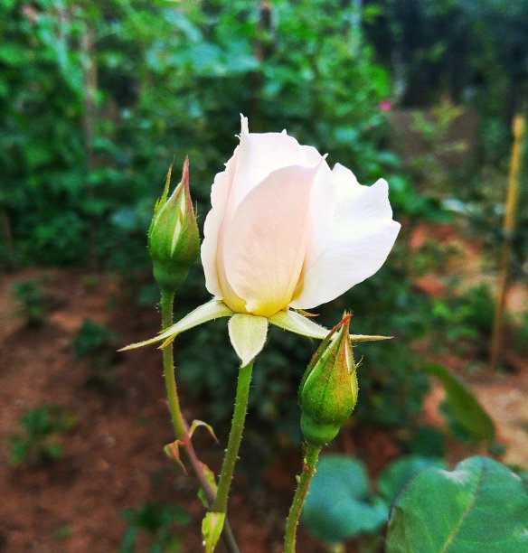 白玫瑰图片下载