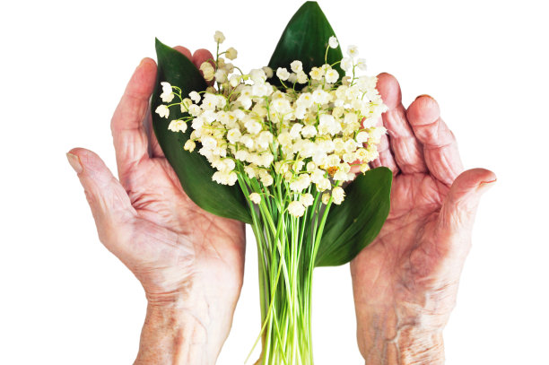 白色背景上，一位老年妇女手中捧着一束铃兰。图片下载