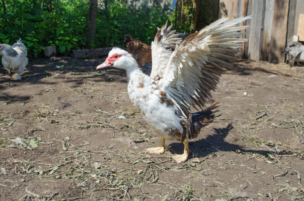 麝香鸭拍打着翅膀。鸭子想扇动翅膀飞起来。国内的鸟。农业。图片下载