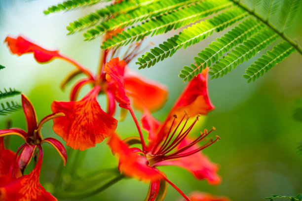 热带花卉艺术-伊斯拉莫拉达在佛罗里达群岛-宏观图像图片下载