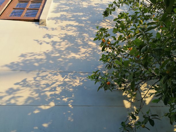 树影落在白墙上图片下载