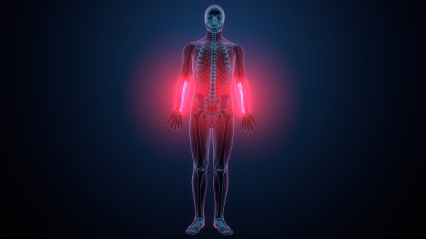 人体尺骨和股骨解剖的三维插图图片下载