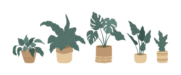 一套现代室内植物，手绘花在花盆图片下载