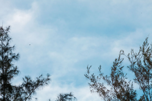 绿色的叶子和蓝色的天空，用于添加文本图片下载