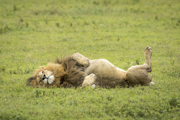 坦桑尼亚恩戈罗戈罗火山口，一只雄狮仰卧在地上图片下载