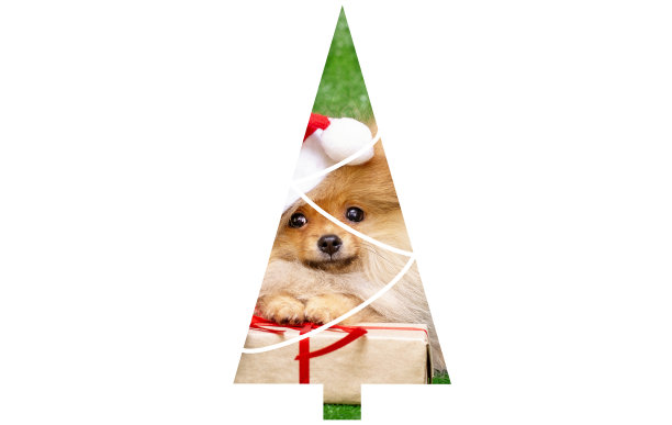 圣诞背景以圣诞树的形式出现。孤立的圣诞树在一个白色的背景。图片下载