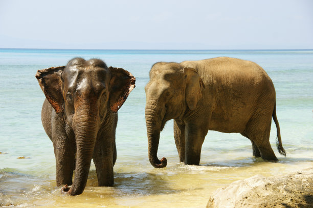 大象洗澡。一只印度象正在海岸上洗澡图片下载